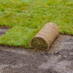 Applying rolled green grass with laying sod for new lawn applying turf rolls
