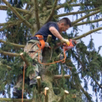 low-angle-view-man-cutting-branches-tree