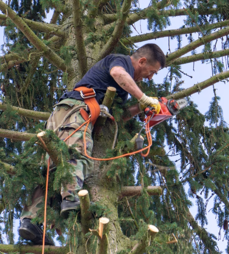 low-angle-view-man-cutting-branches-tree