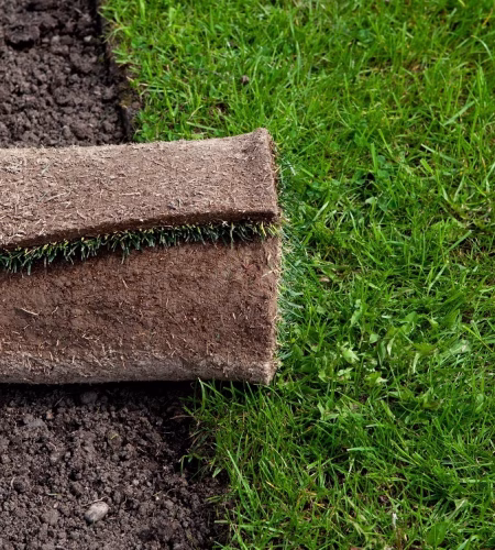 New meadow. Roll of turf or turfgrass, close-up. Landscaping design, improvement of territory.